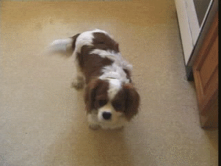 What a happy dog